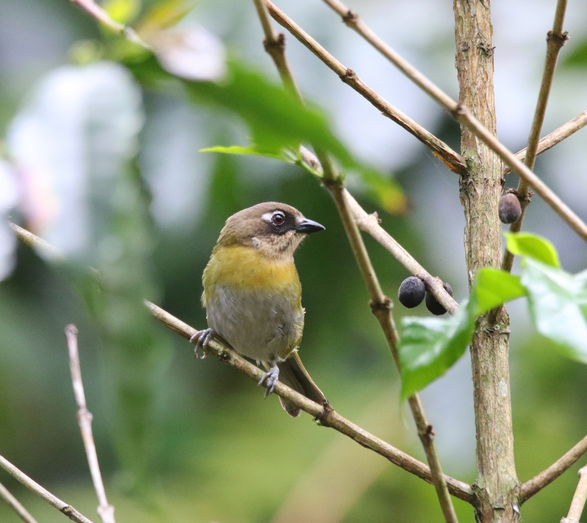 Common Chlorospingus (Southwest Mexico) - ML638331947