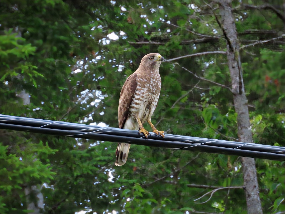Broad-winged Hawk - ML638331958
