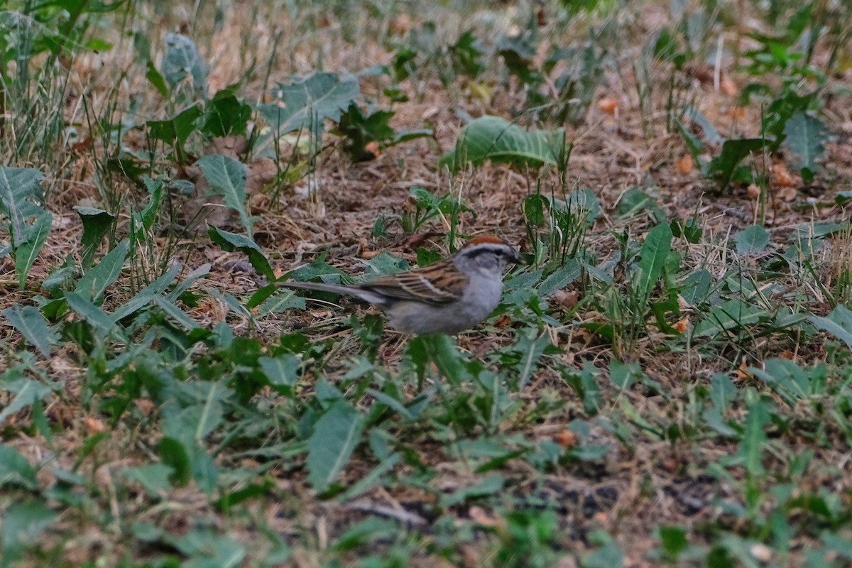 Chipping Sparrow - ML638331977