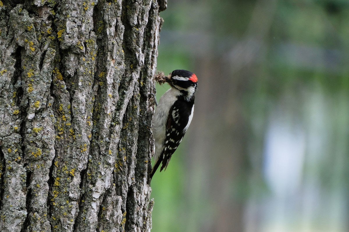 Downy Woodpecker - ML638331981