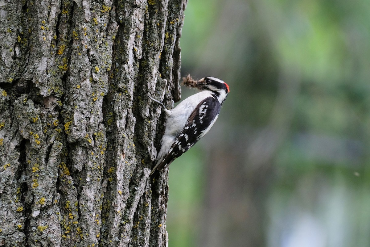 Downy Woodpecker - ML638331983