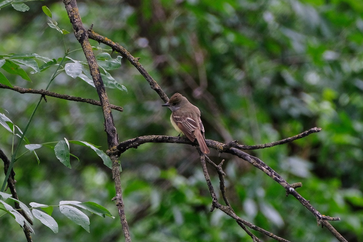 Great Crested Flycatcher - ML638331988