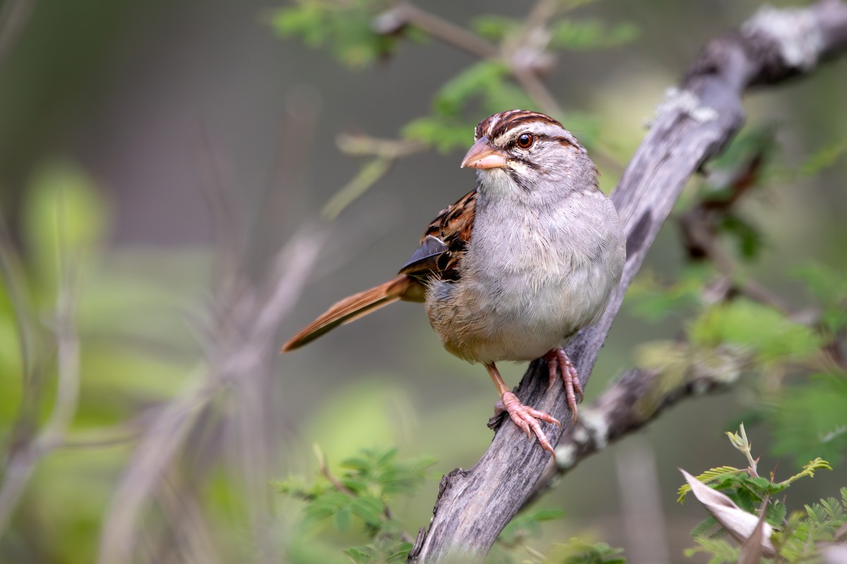 Cinnamon-tailed Sparrow - ML638331989