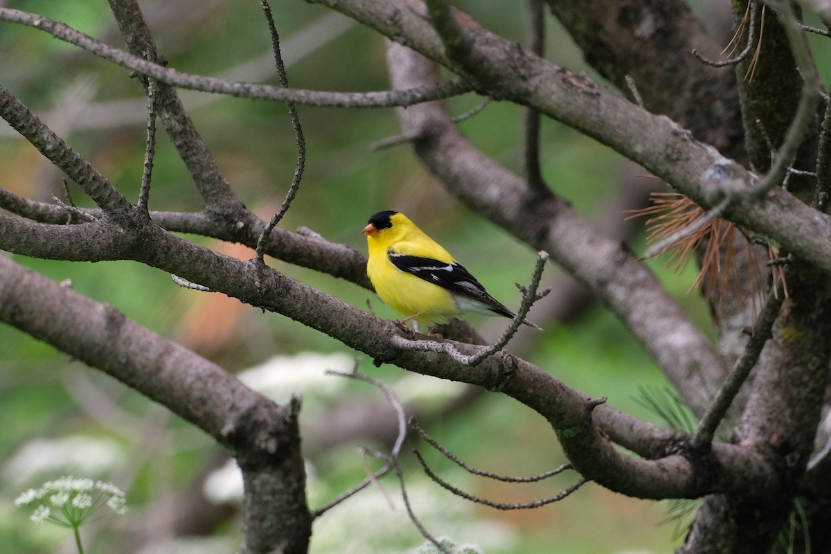 American Goldfinch - ML638331992