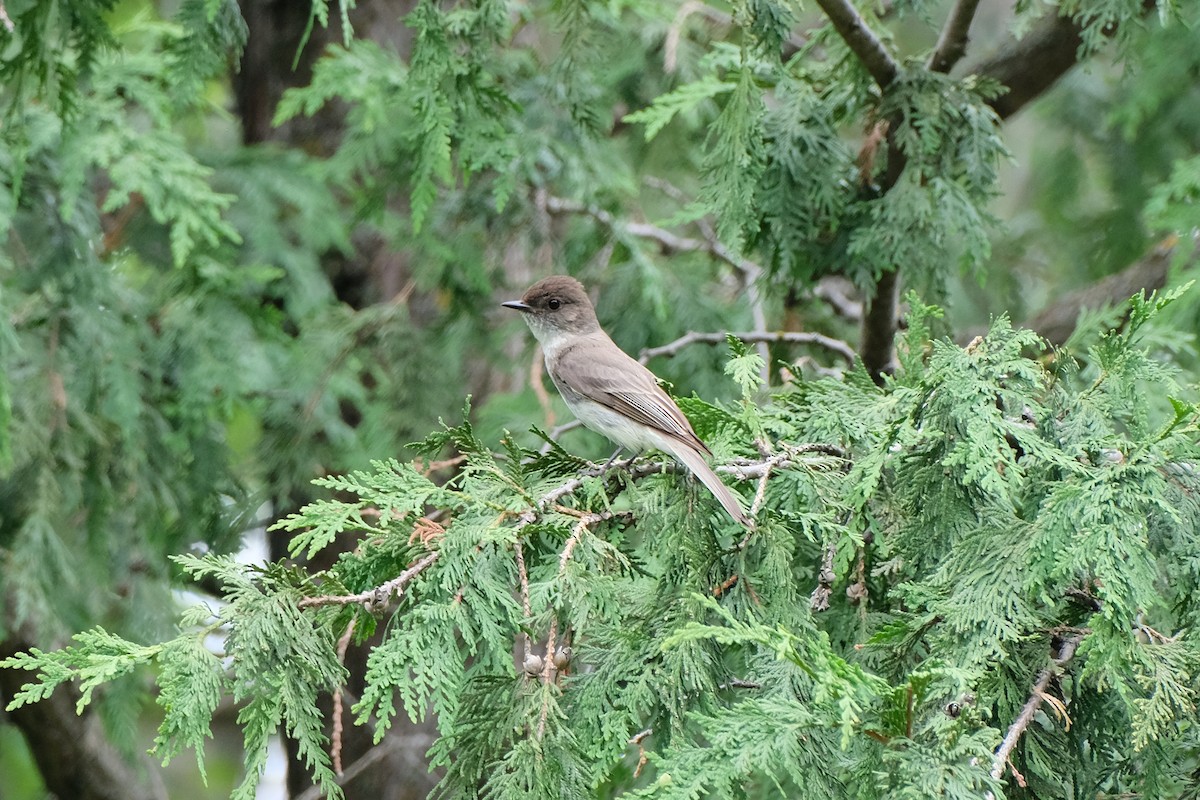 Eastern Phoebe - ML638331994