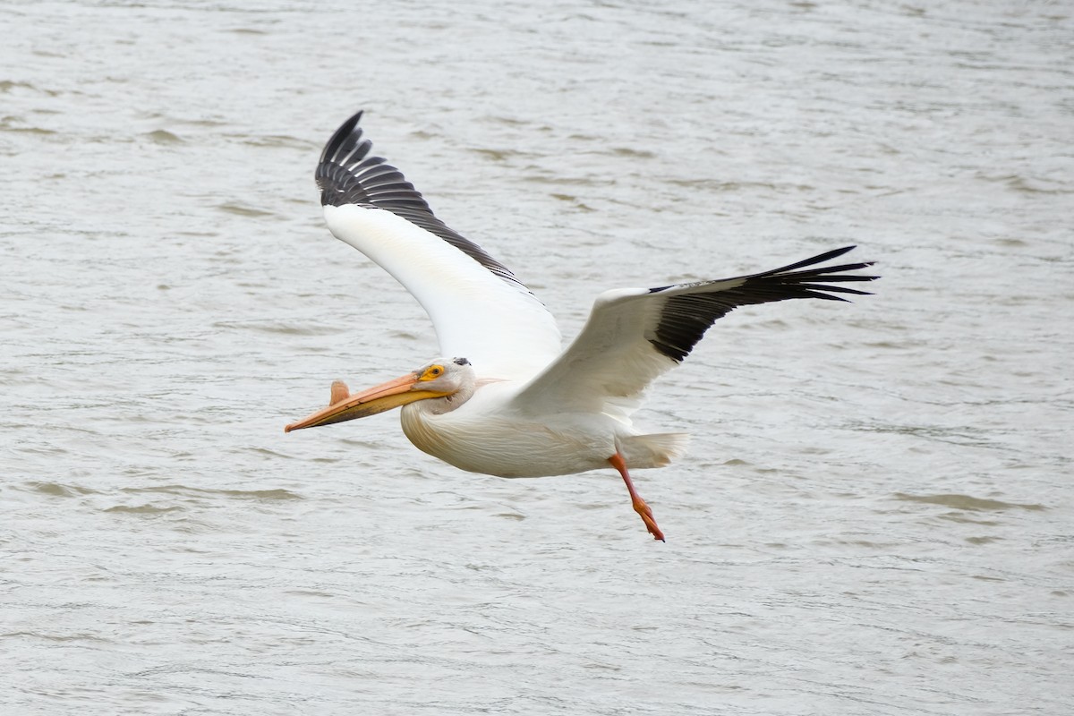American White Pelican - ML638331998