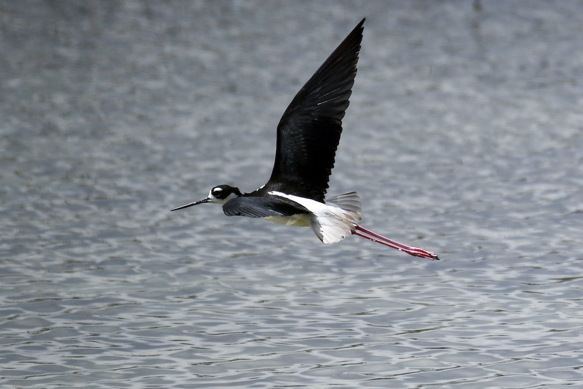 Black-necked Stilt - ML638331999