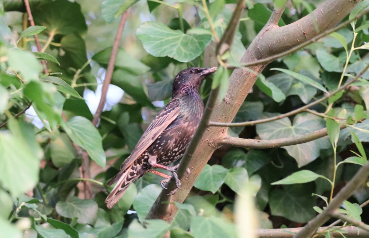 European Starling - ML638332005