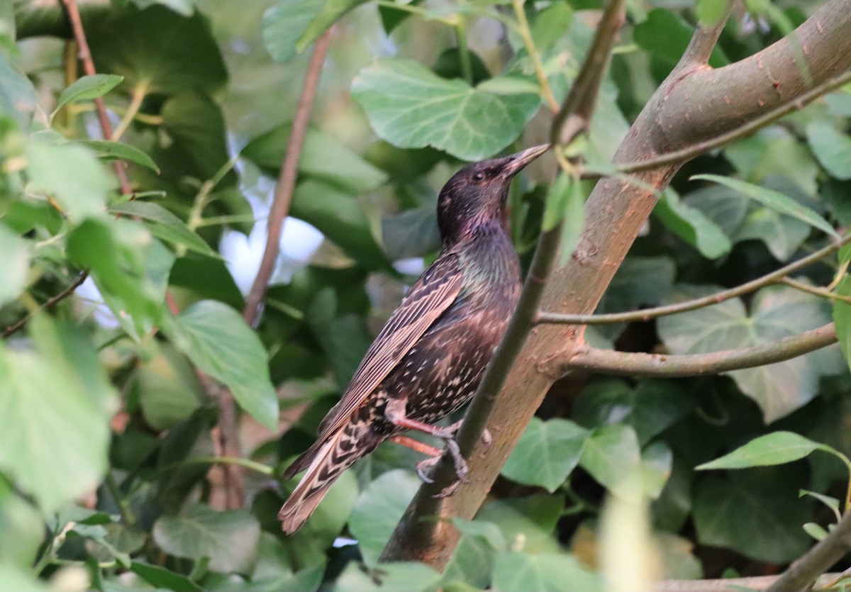 European Starling - ML638332006
