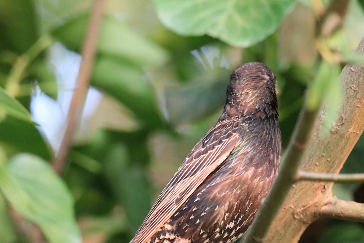 European Starling - ML638332008