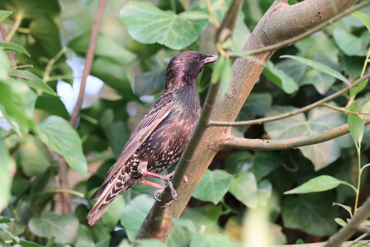 European Starling - ML638332009