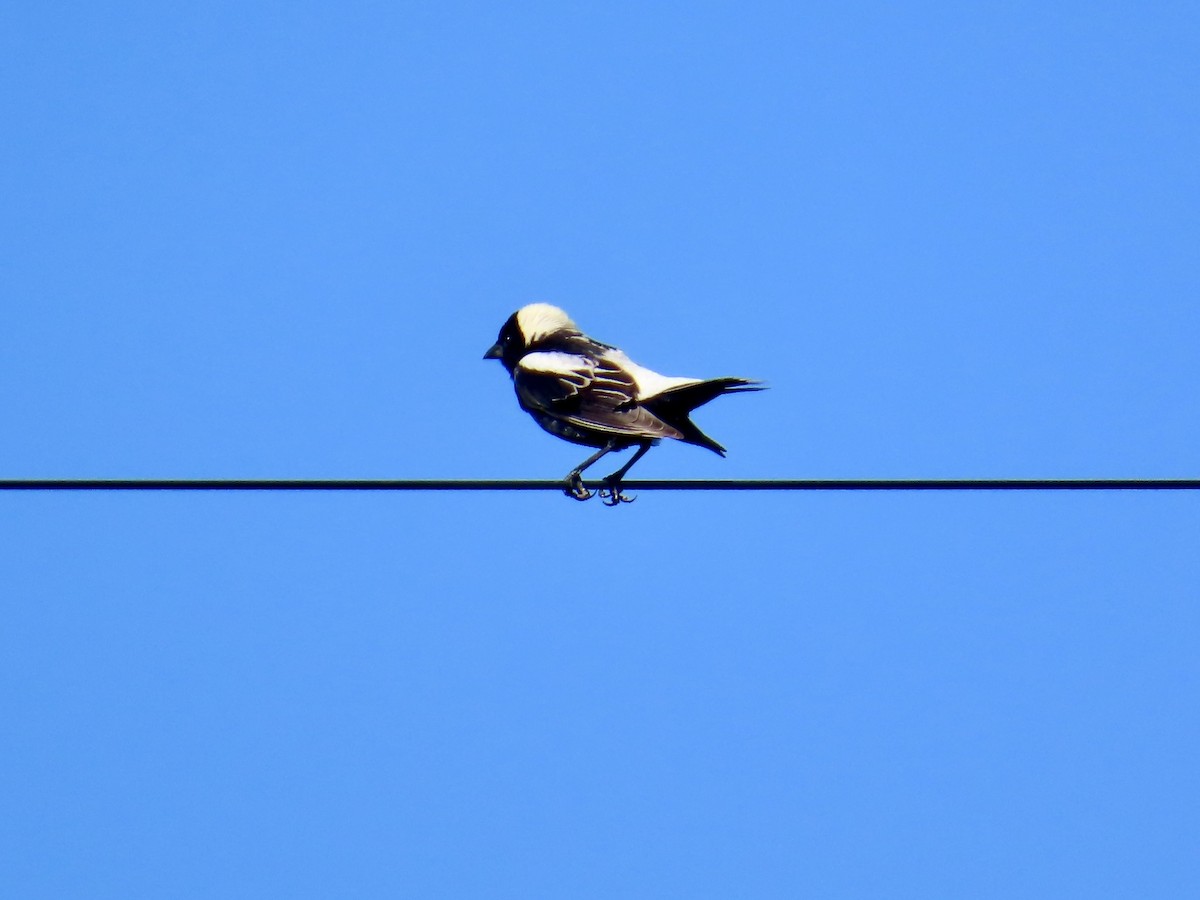 bobolink - ML638332010