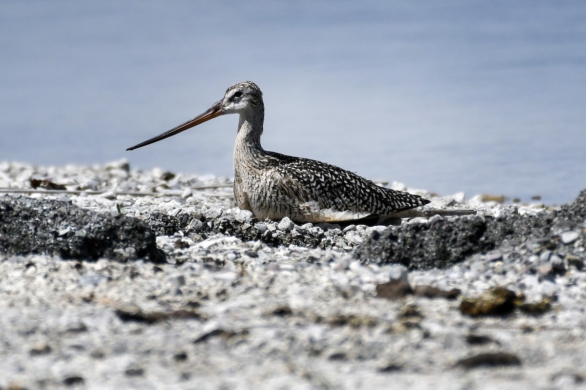 Marbled Godwit - ML638332011