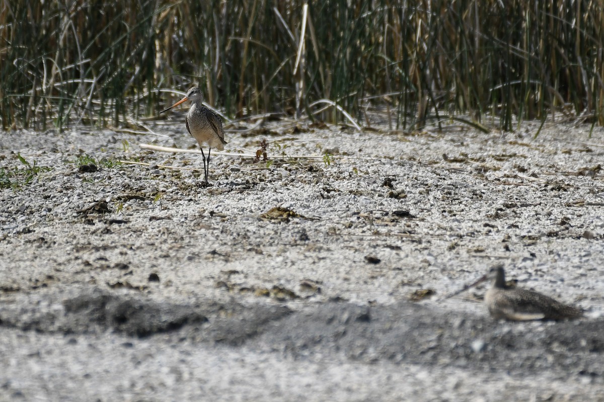 Marbled Godwit - ML638332012