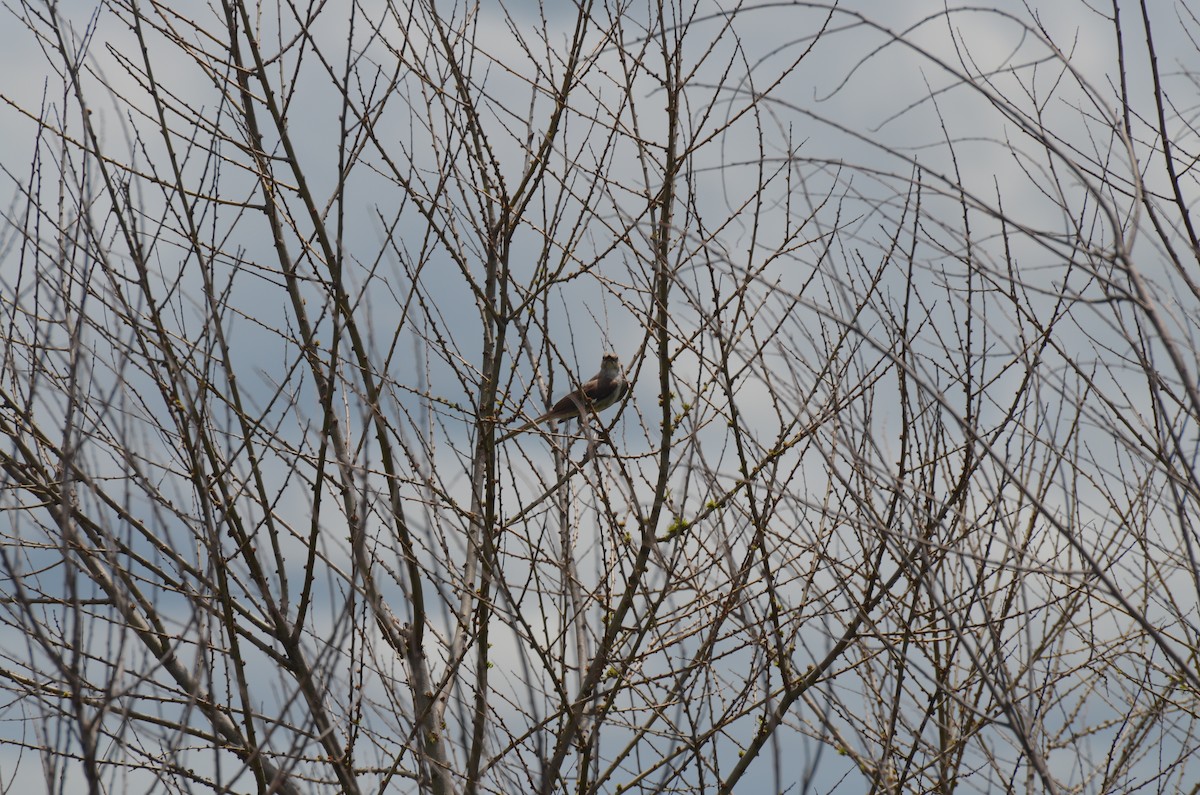 Northern Mockingbird - ML638332019