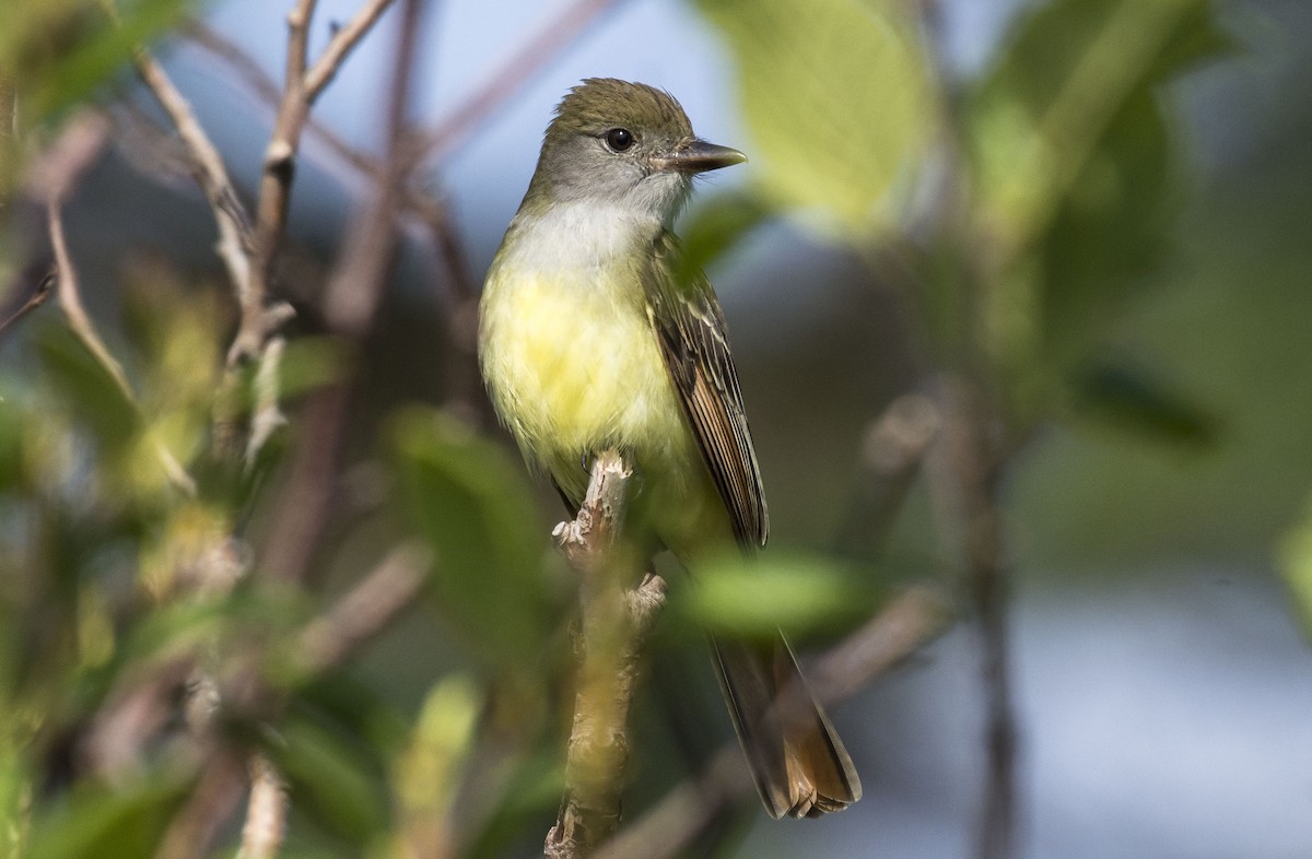 Great Crested Flycatcher - ML638332026