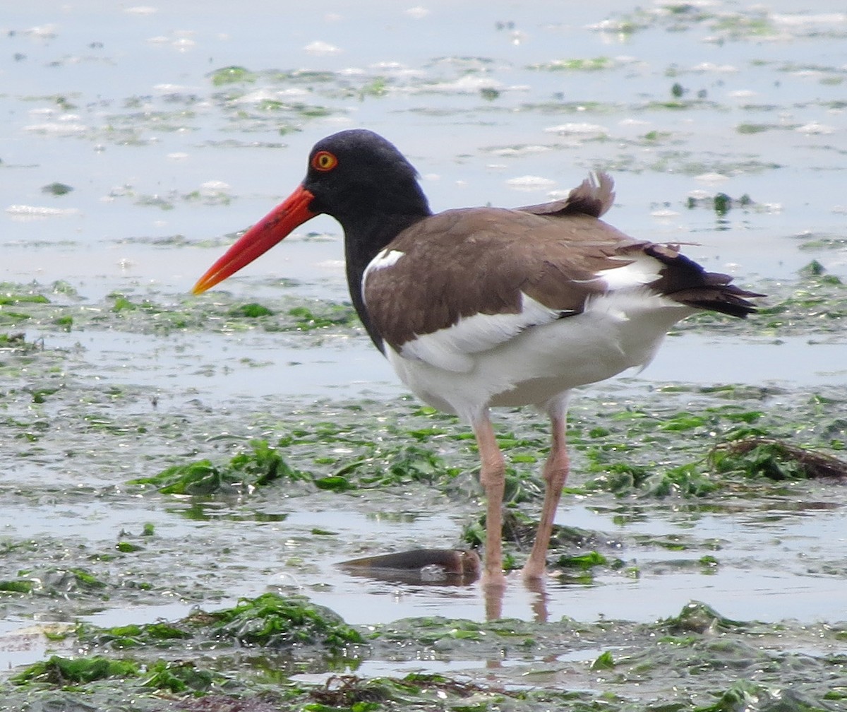 American Oystercatcher - ML638332072