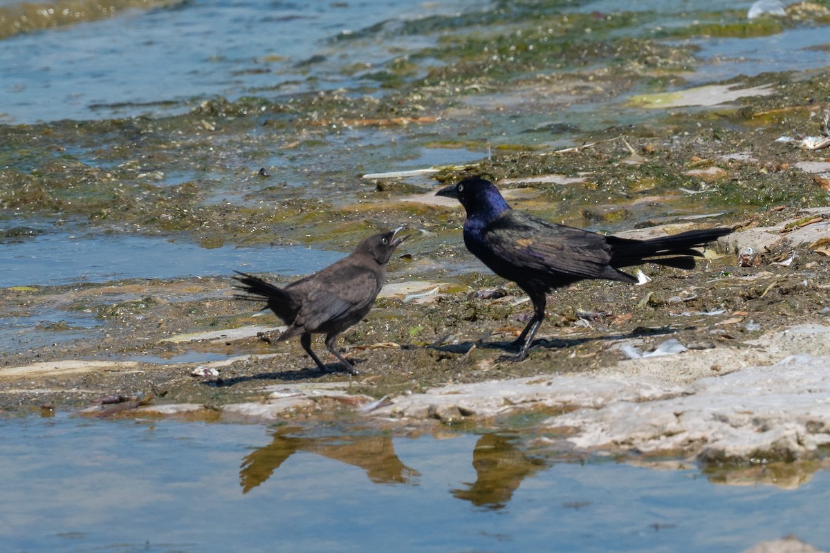 Common Grackle - ML638332112