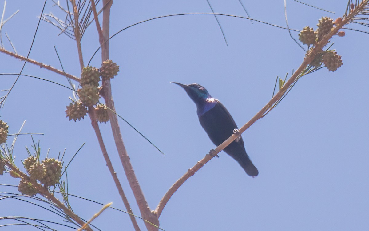 צופית סגולה - ML638332114
