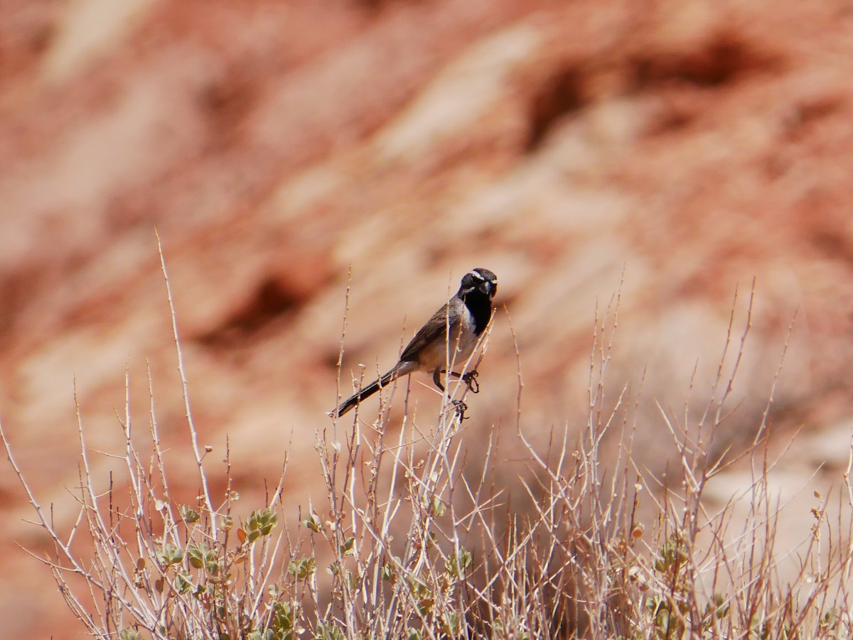 Black-throated Sparrow - ML638332121