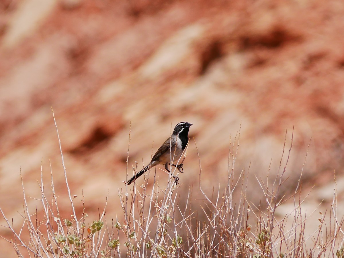 Black-throated Sparrow - ML638332122