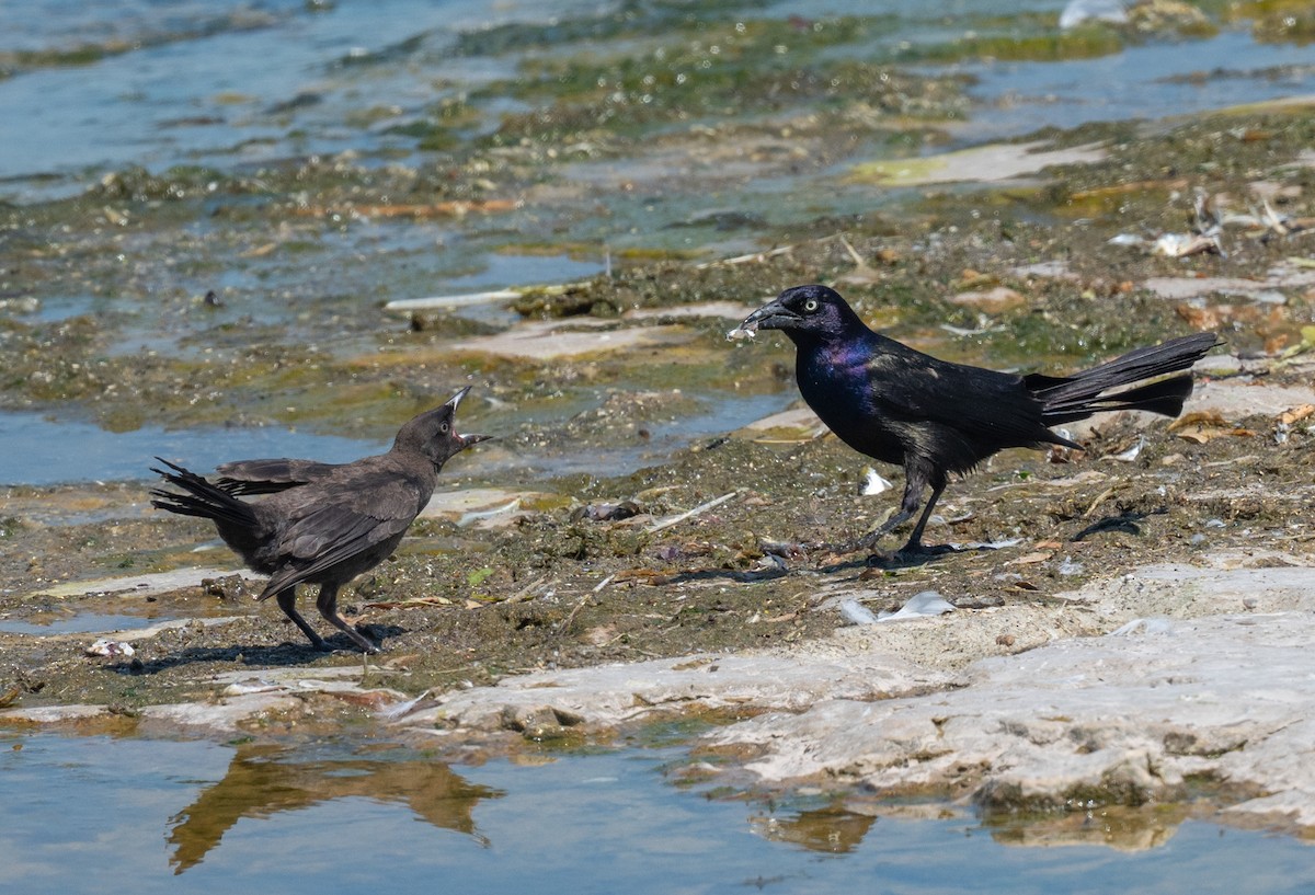 Common Grackle - ML638332136