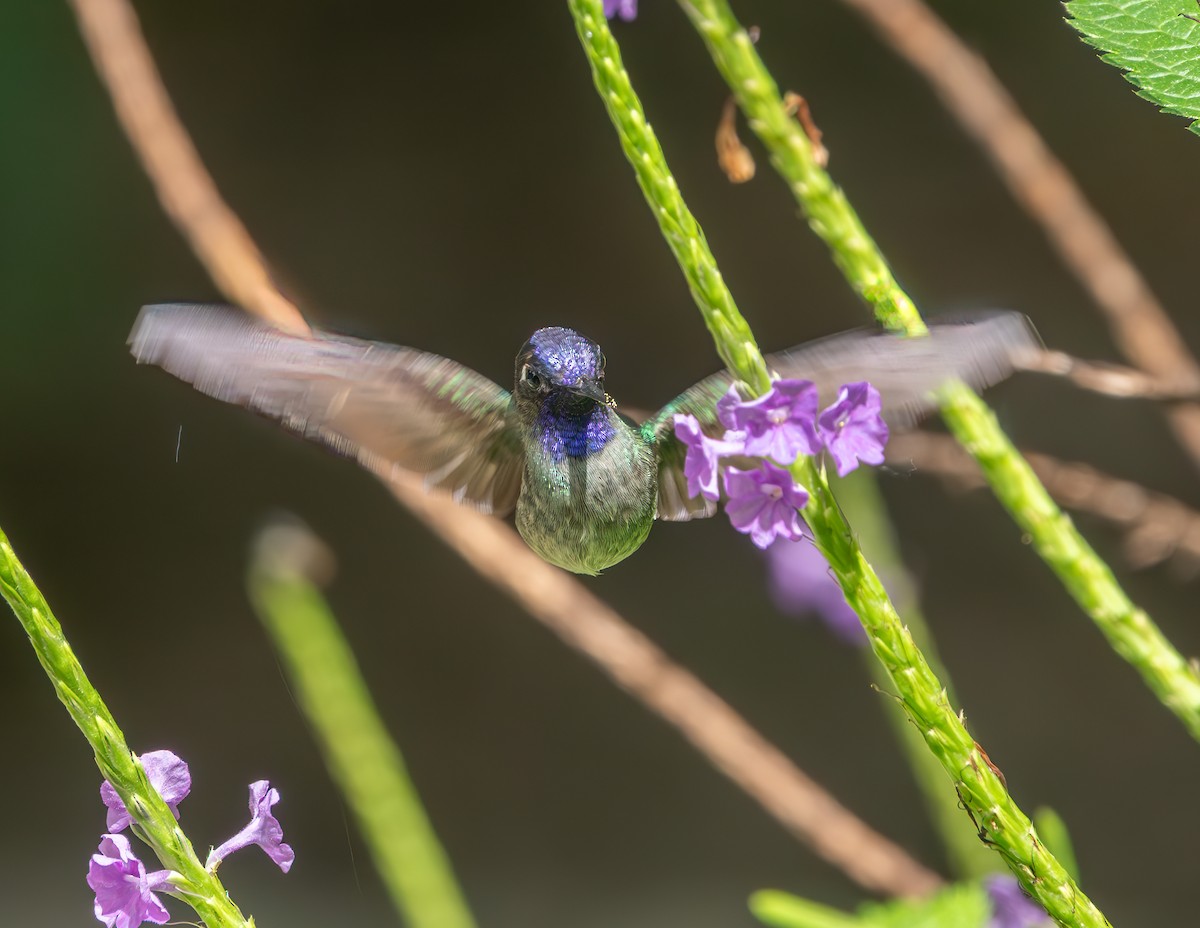 Violet-headed Hummingbird - ML638332140