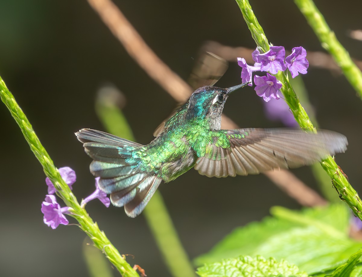 Violet-headed Hummingbird - ML638332141
