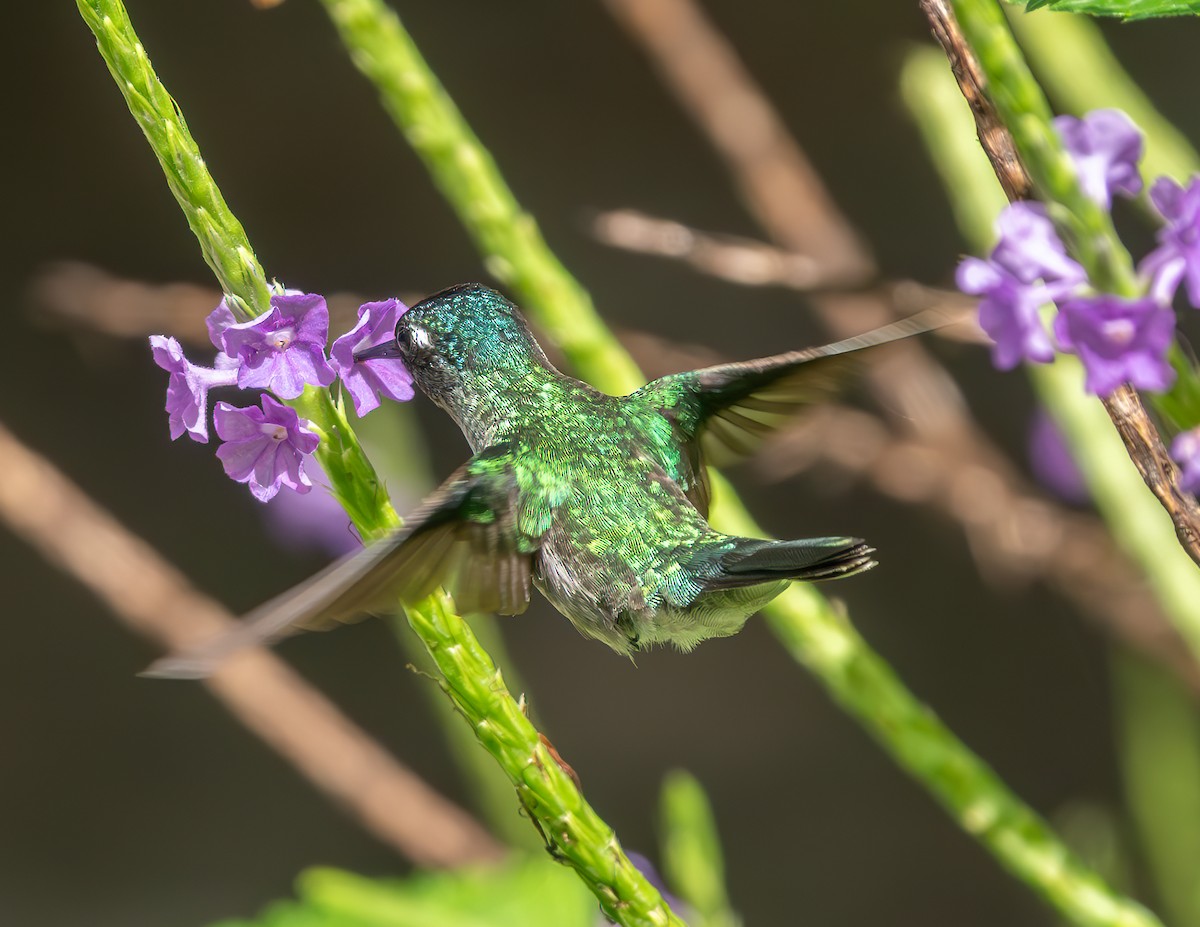 Violet-headed Hummingbird - ML638332142
