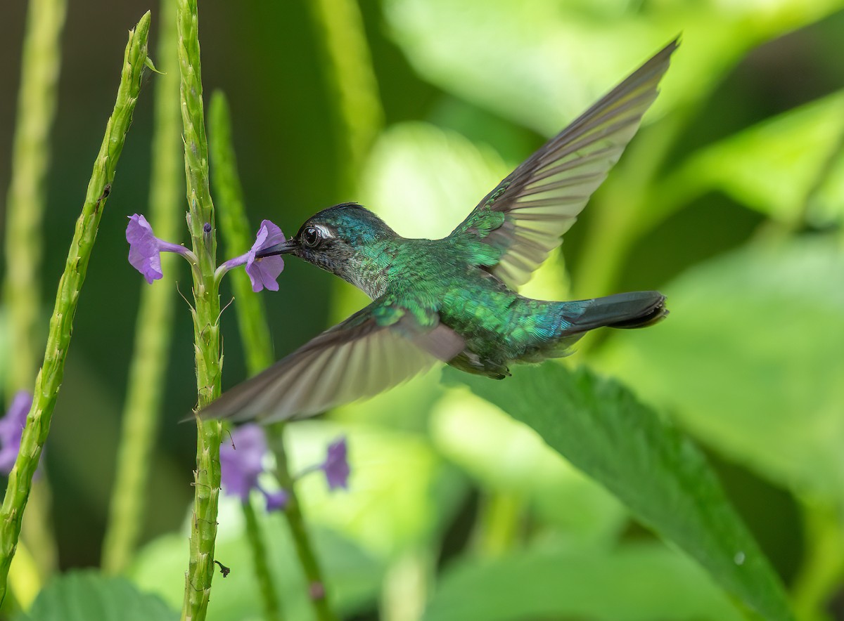 Violet-headed Hummingbird - ML638332143