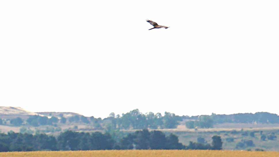Western Marsh Harrier - ML638332153