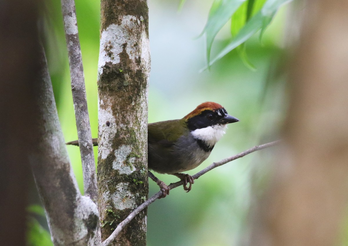 Chestnut-capped Brushfinch - ML638332154