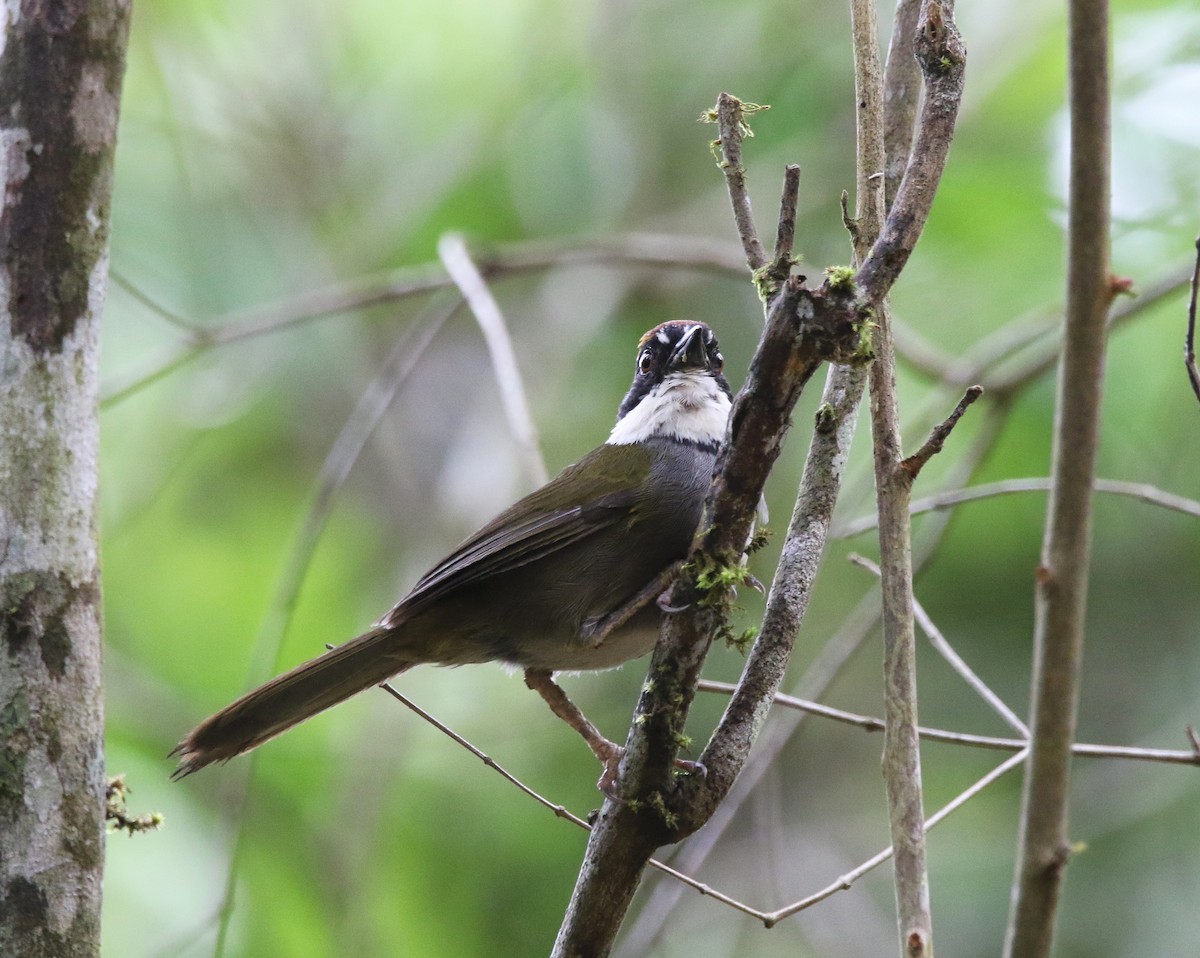 Chestnut-capped Brushfinch - ML638332155