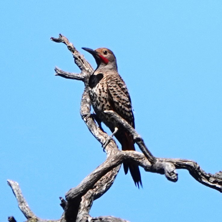 Northern Flicker - ML638332164