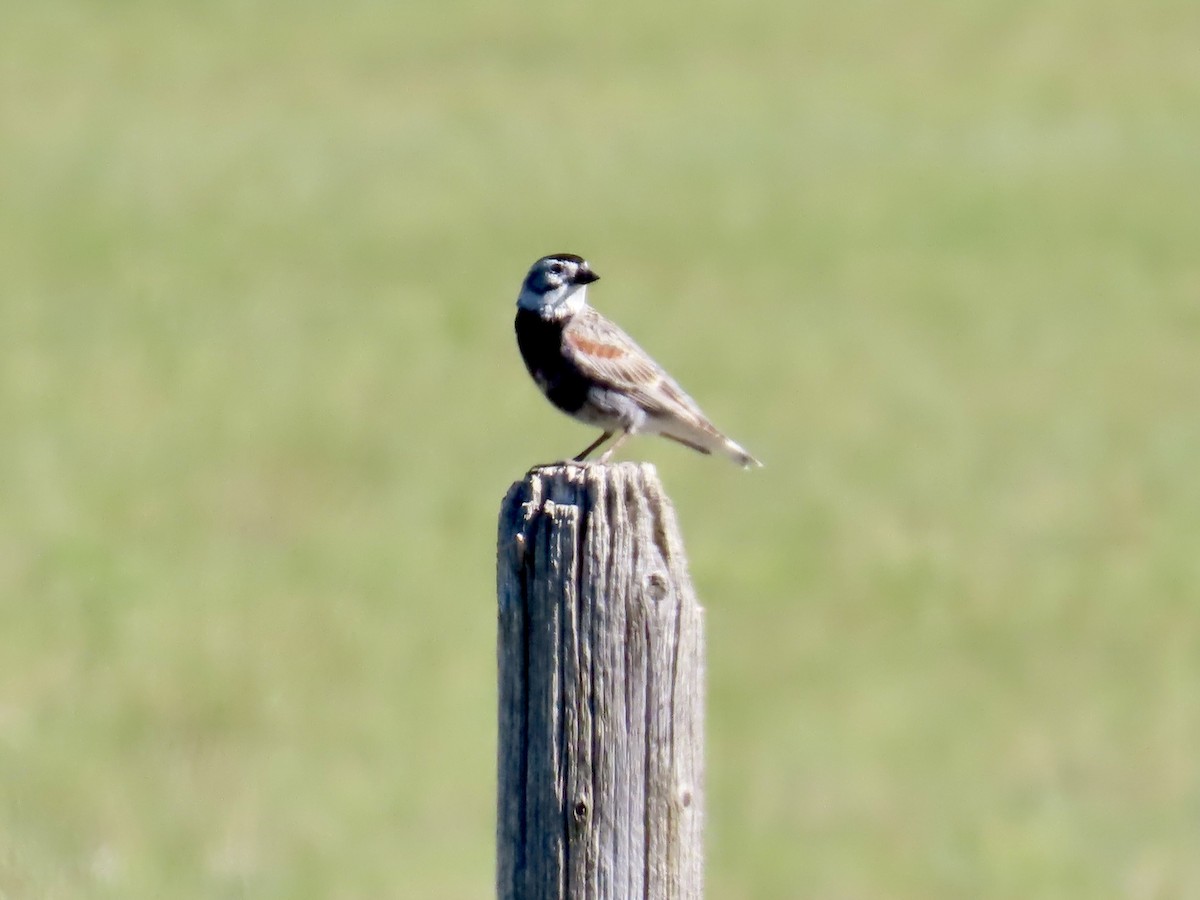 Thick-billed Longspur - ML638332214