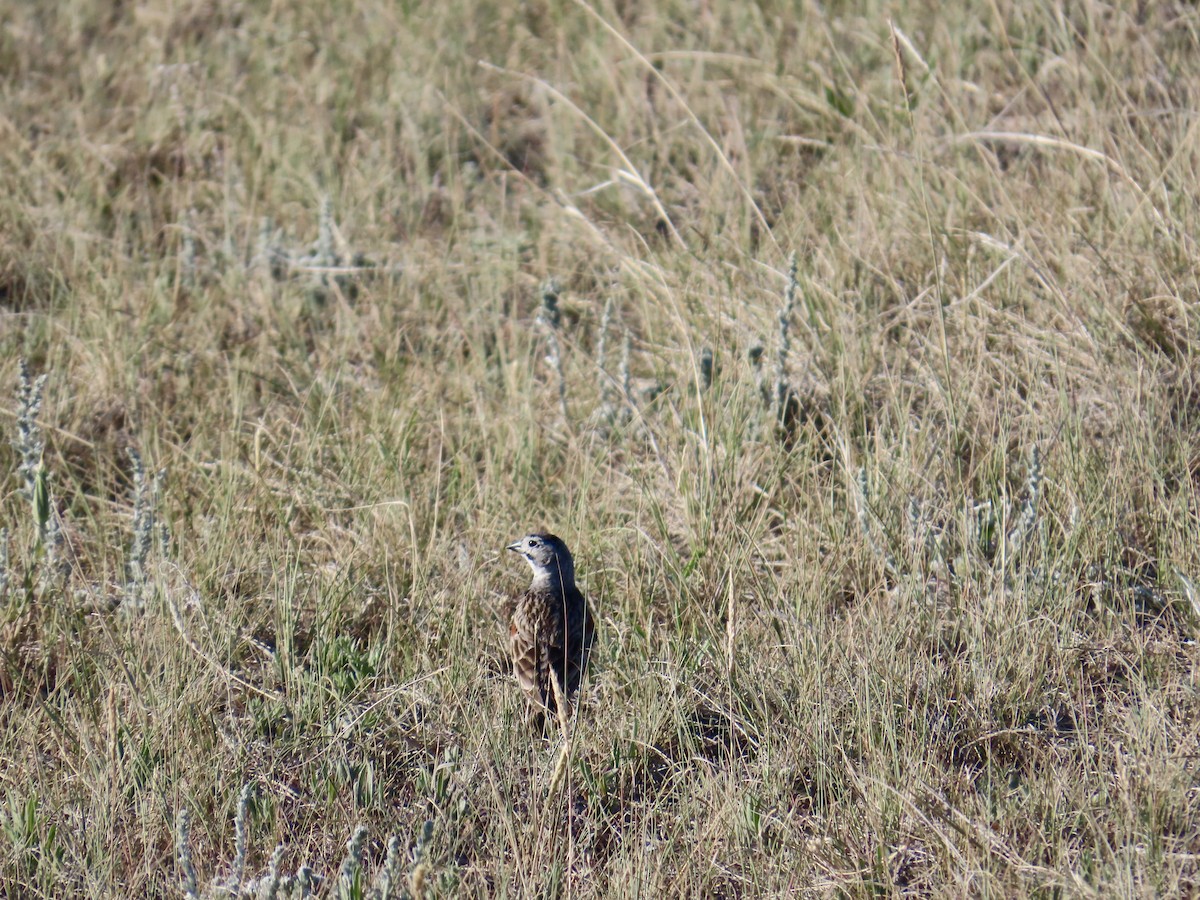 Thick-billed Longspur - ML638332215