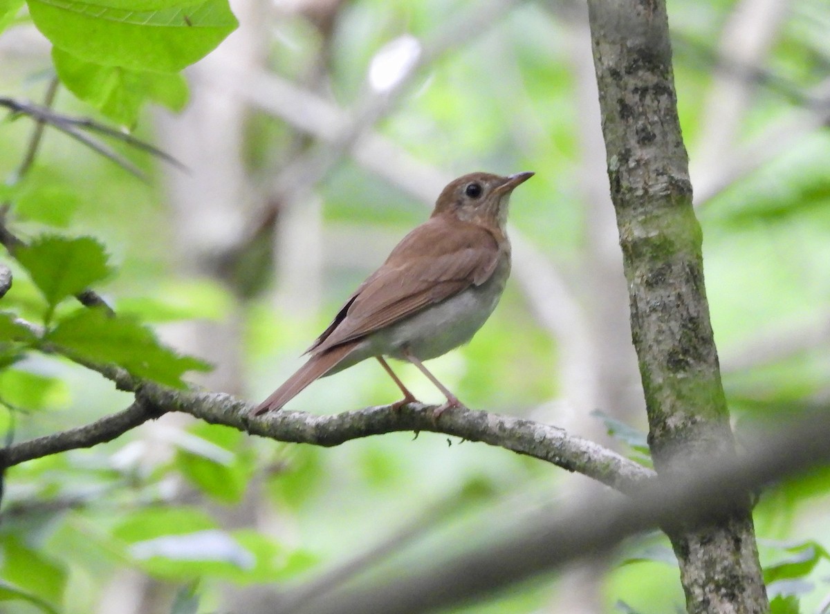 Veery - ML638332219