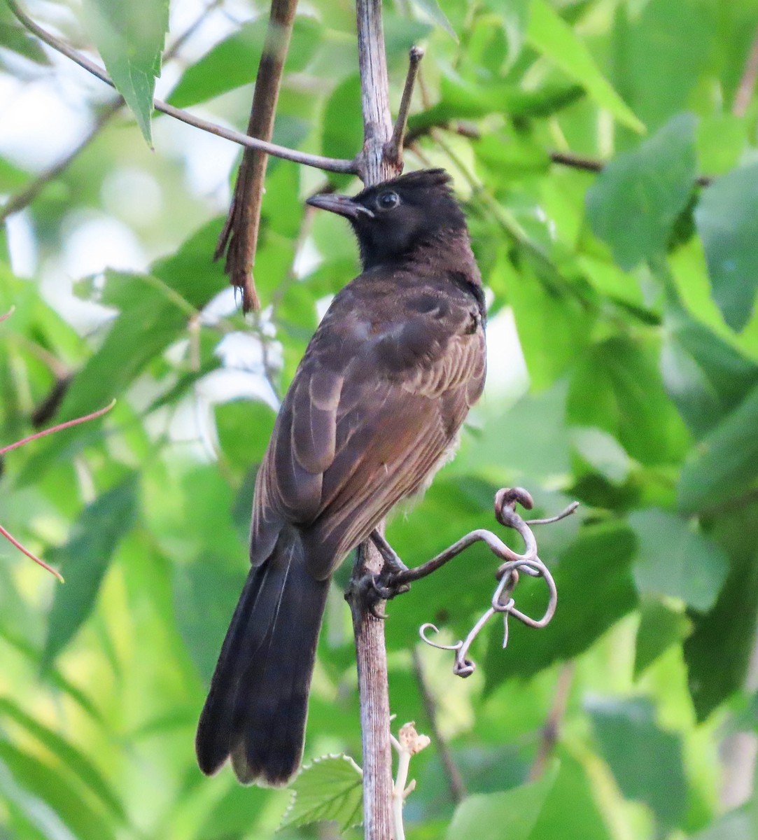 Red-vented Bulbul - ML638332220