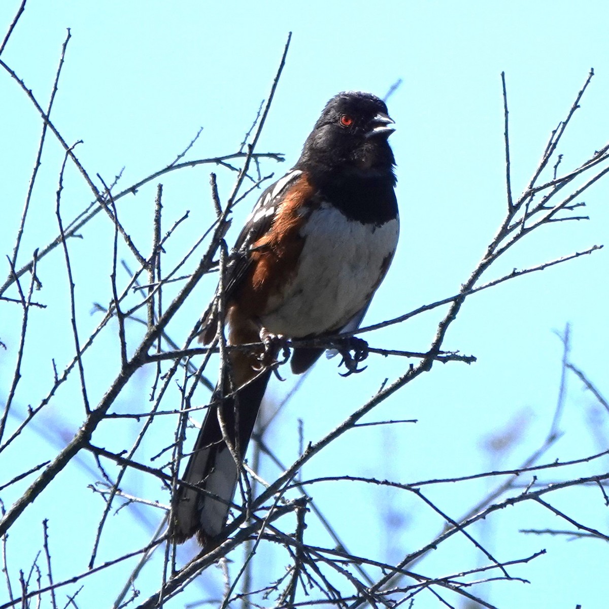 Spotted Towhee - ML638332221
