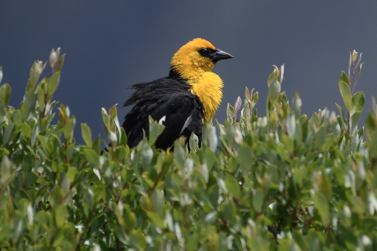 Yellow-headed Blackbird - ML638332227