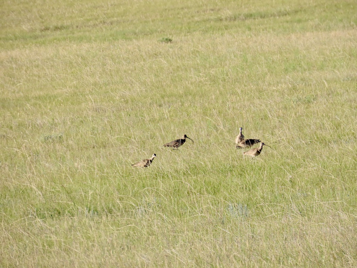 Long-billed Curlew - ML638332243