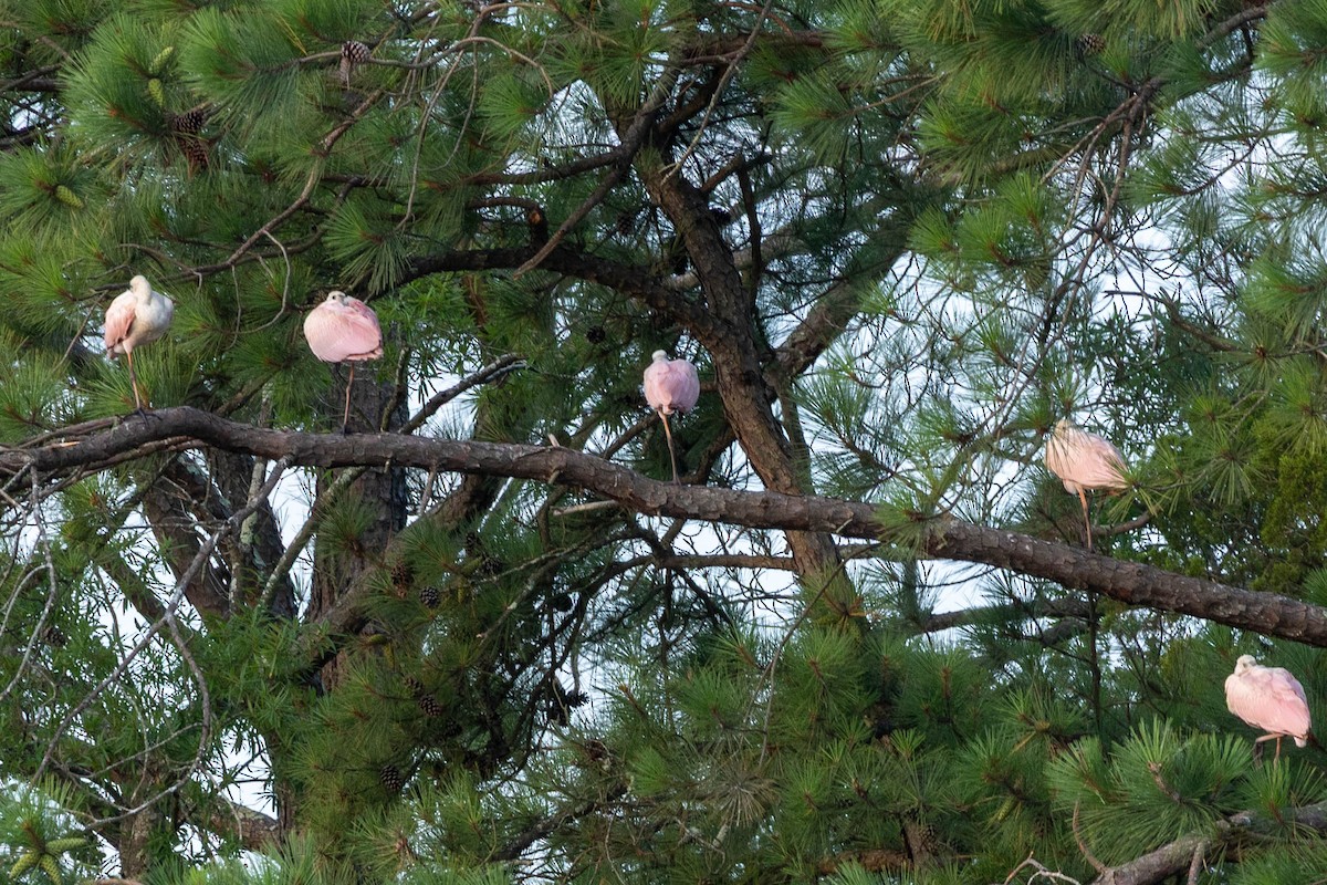 Roseate Spoonbill - ML638332255