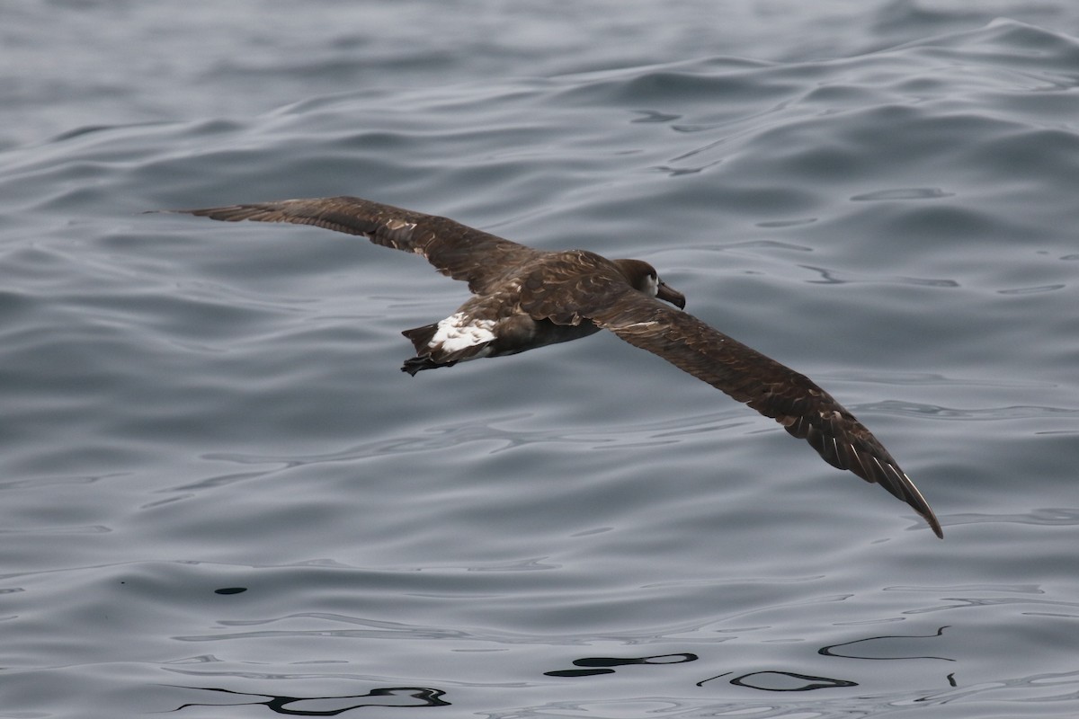 Black-footed Albatross - ML638332257