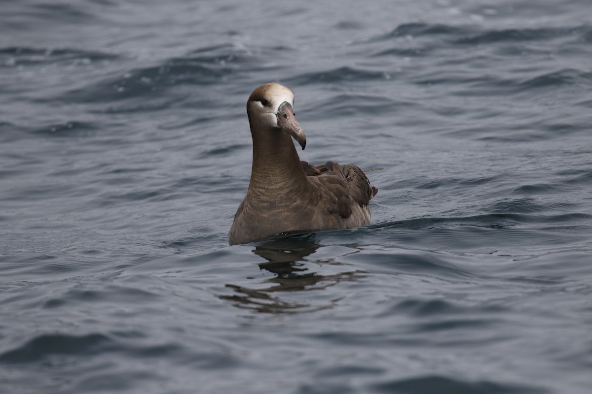Black-footed Albatross - ML638332260