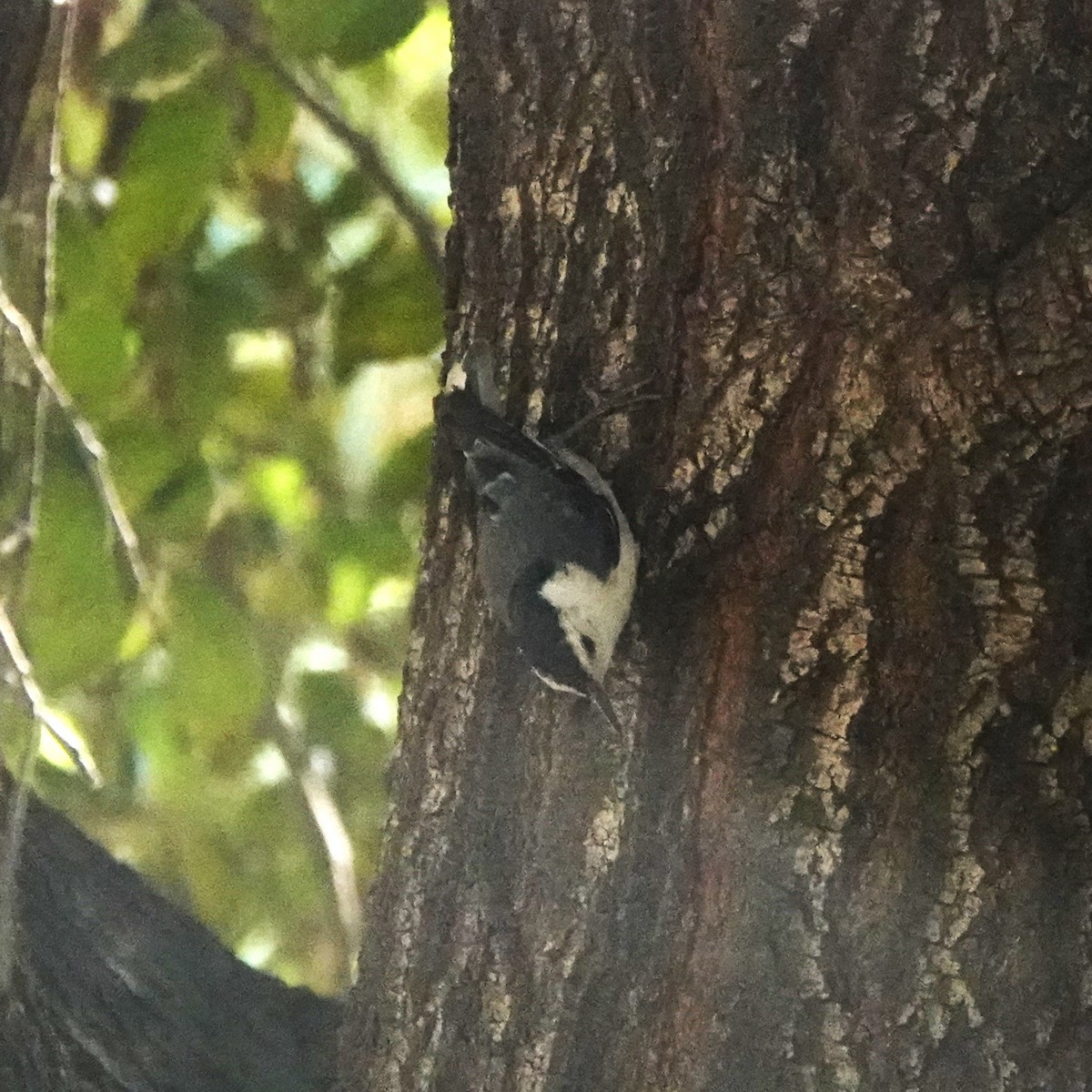 White-breasted Nuthatch - ML638332278