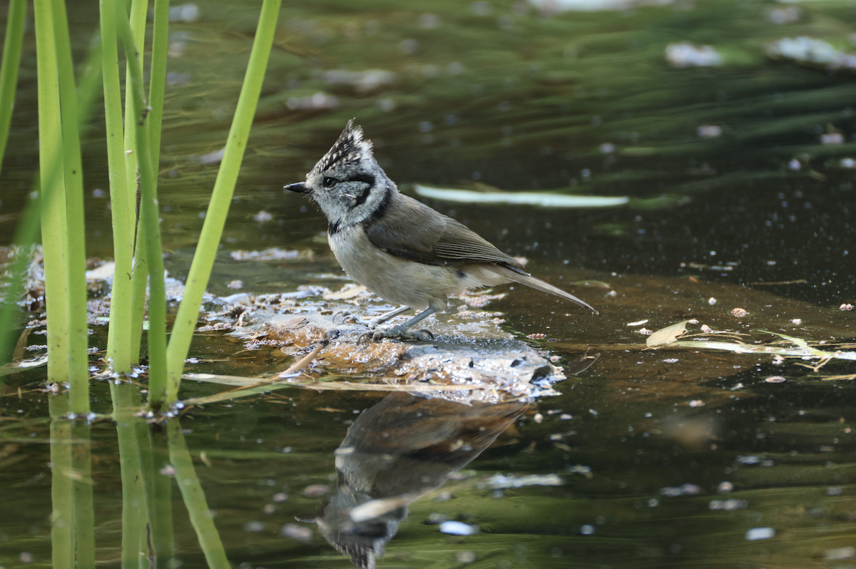 Crested Tit - ML638332280