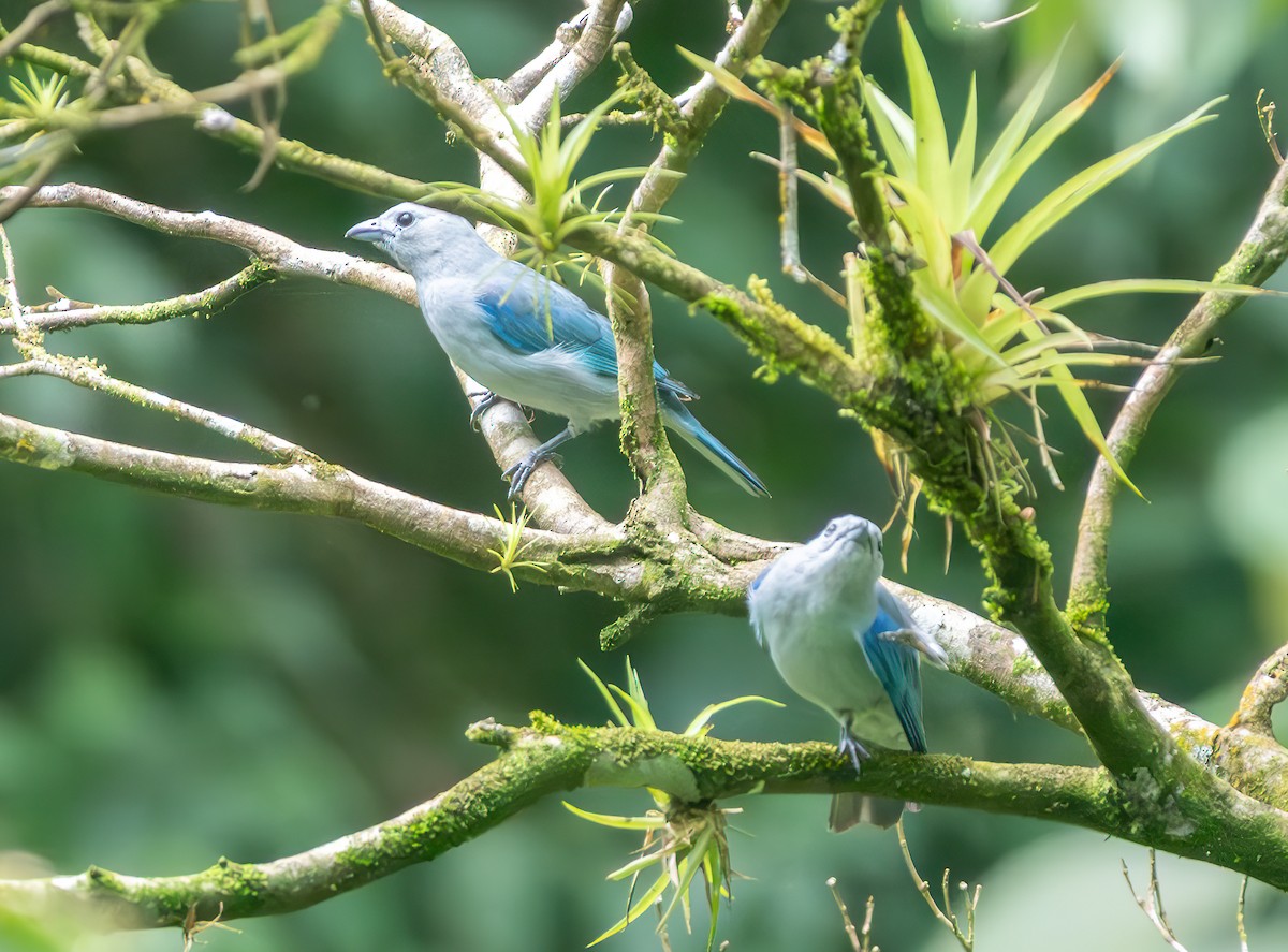 Blue-gray Tanager - ML638332283