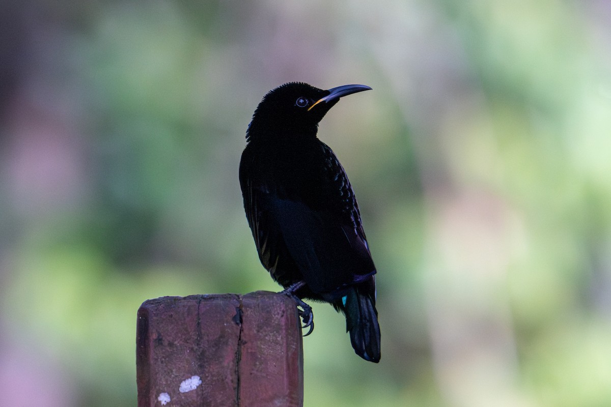 Victoria's Riflebird - ML638332284