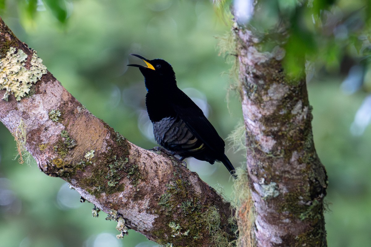 Victoria's Riflebird - ML638332285