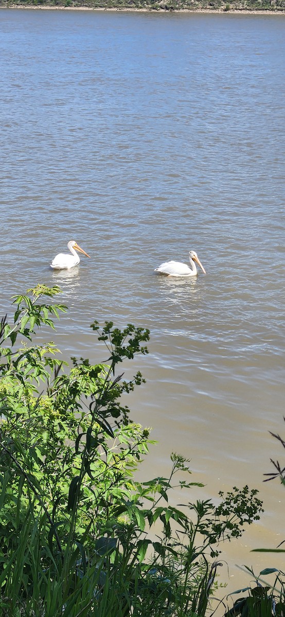 American White Pelican - ML638332286